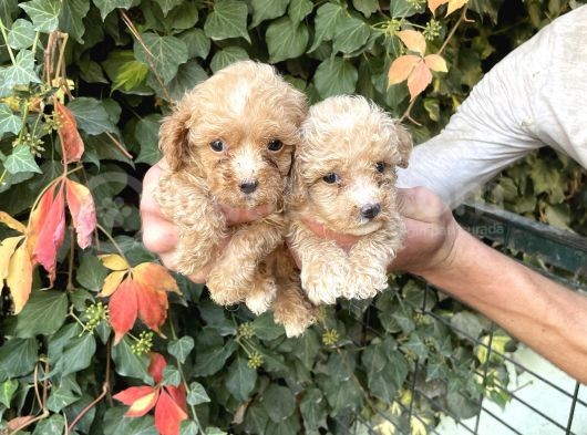 Maltipoo Yavrılarım Sağlık Ve Irk Garantilidir görsel