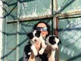Border Colie Yavrularım Sağlık Ve Irk Garantilidir