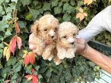 Maltipoo Yavrılarım Sağlık Ve Irk Garantilidir