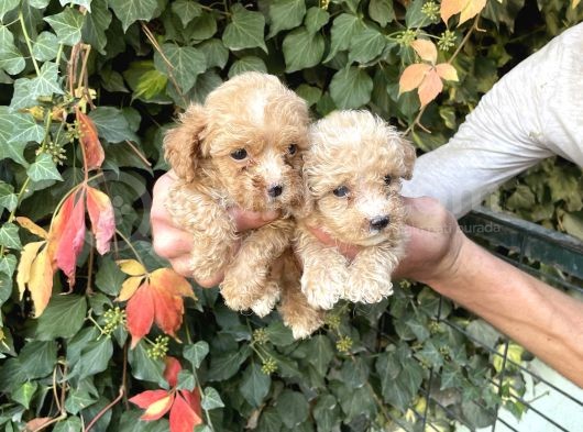 Maltipoo Yavrılarım Sağlık Ve Irk Garantilidir görsel