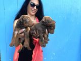 Doberman Kozıl Ve Siyah Yavrularım Sağlık Ve Irk Garantilidir