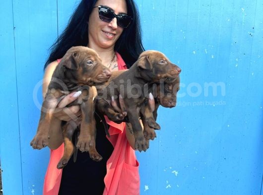 Doberman Kozıl Ve Siyah Yavrularım Sağlık Ve Irk Garantilidir görsel