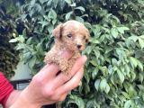 Maltipoo Yavrılarım Sağlık Ve Irk Garantilidir