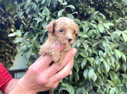 Maltipoo Yavrılarım Sağlık Ve Irk Garantilidir görsel