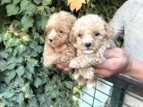 Maltipoo Yavrılarım Sağlık Ve Irk Garantilidir