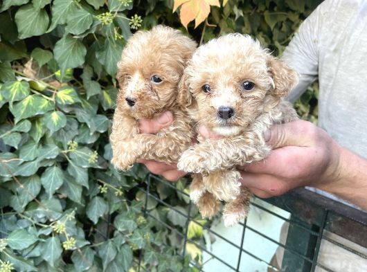 Maltipoo Yavrılarım Sağlık Ve Irk Garantilidir görsel