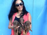 Doberman kozıl ve siyah yavrularım sağlık ve ırk garantilidir