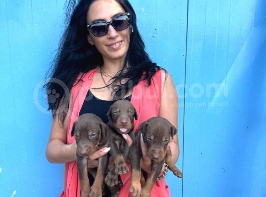 Doberman Kozıl Ve Siyah Yavrularım Sağlık Ve Irk Garantilidir