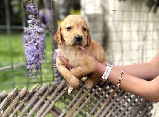 Golden Retriver Yavrularım Sağlık Ve Irk Garantilidir görsel