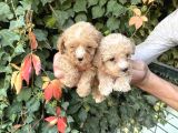 Maltipoo Yavrılarım Sağlık Ve Irk Garantilidir