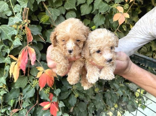 Maltipoo Yavrılarım Sağlık Ve Irk Garantilidir görsel