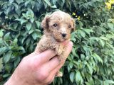 Maltipoo Yavrılarım Sağlık Ve Irk Garantilidir
