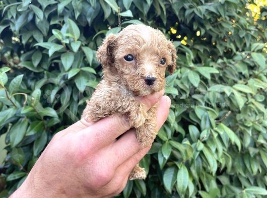 Maltipoo Yavrılarım Sağlık Ve Irk Garantilidir görsel