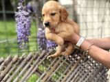 Golden Retriver Yavrularım Sağlık Ve Irk Garantilidir