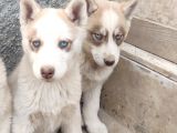 SAFKAN HUSKY YAVRULARI