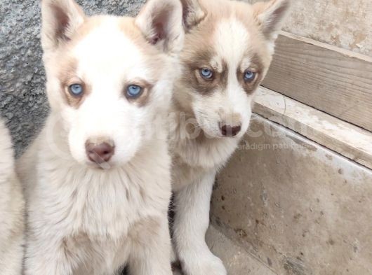 Safkan Husky Yavrulari