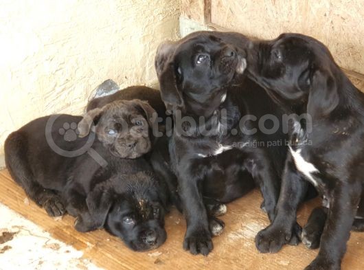 Safkan Cane Corso Yavrulari