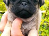 SAFKAN PUG YAVRULARI