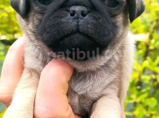 Safkan Pug Yavrulari