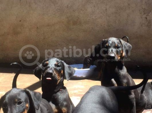 Safkan Doberman Yavrulari