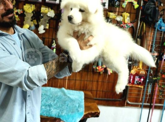 Ayi̇ Yavrusu Samoyed A Kali̇te Irk görsel