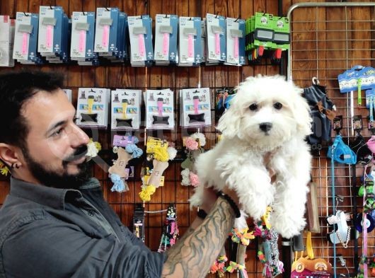 Bembeyaz Maltese Terri̇er 0 Numara