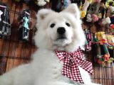 AYİ YAVRUSU SAMOYED A KALİTE IRK