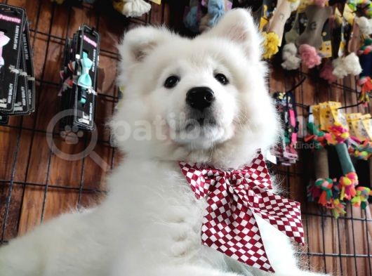 Ayi̇ Yavrusu Samoyed A Kali̇te Irk