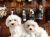 Bembeyaz Maltese Terri̇er 0 Numara