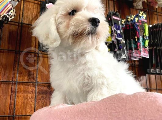 Bembeyaz Maltese Terri̇er 0 Numara görsel