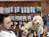 A Scr Muhteşem Toy Poodle  Yavrularimiz