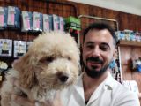 A Scr Muhteşem Toy Poodle  Yavrularimiz