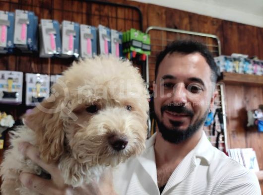 A Scr Muhteşem Toy Poodle  Yavrularimiz görsel