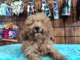 A Scr Muhteşem Toy Poodle  Yavrularimiz