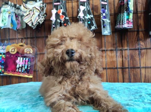 A Scr Muhteşem Toy Poodle  Yavrularimiz görsel