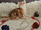 Golden Point Ve Golden Tabby  Muhteşem Bebekler