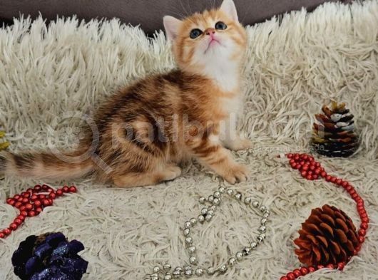 Golden Point Ve Golden Tabby  Muhteşem Bebekler görsel