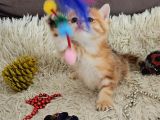 Golden Point Ve Golden Tabby  Muhteşem Bebekler