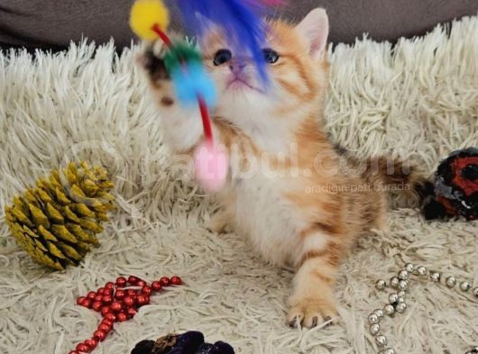 Golden Point Ve Golden Tabby  Muhteşem Bebekler görsel