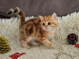 Golden Point Ve Golden Tabby  Muhteşem Bebekler
