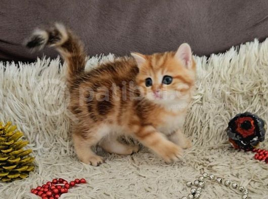Golden Point Ve Golden Tabby  Muhteşem Bebekler görsel