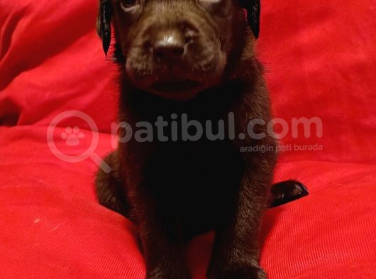 Sağlık Ve Irk Garantili Üst Kalite Labrador Yavruları görsel