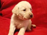 Sağlık Ve Irk Garantili Üst Kalite Labrador Yavruları
