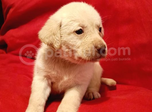 Sağlık Ve Irk Garantili Üst Kalite Labrador Yavruları görsel
