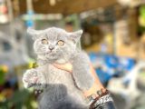Mükemmel Kalitede Britis Shorthair Kızlarımız