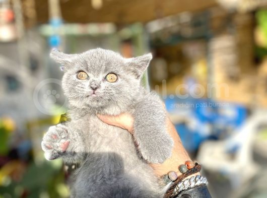 Mükemmel Kalitede Britis Shorthair Kızlarımız görsel