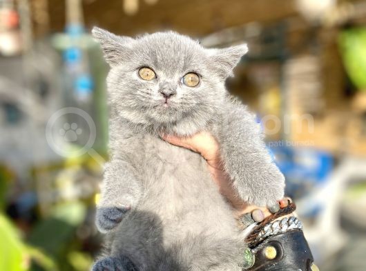 Mükemmel Kalitede Britis Shorthair Kızlarımız görsel