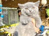 Mükemmel Kalitede Britis Shorthair Kızlarımız