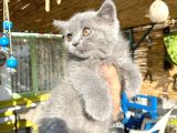 Mükemmel Kalitede Britis Shorthair Kızlarımız