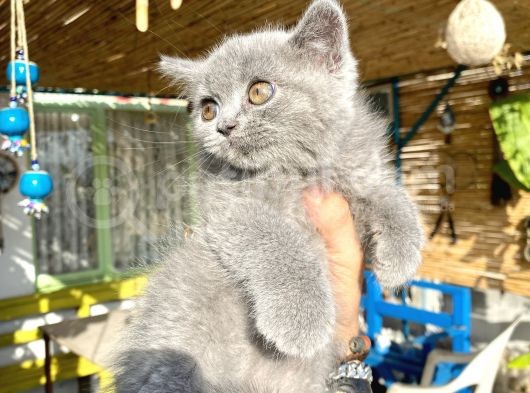 Mükemmel Kalitede Britis Shorthair Kızlarımız görsel